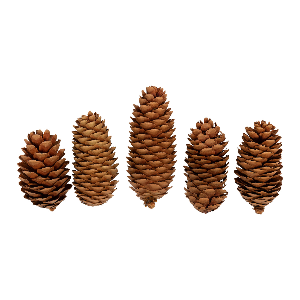 шишка "blumentag" 5шт. "ель" Шишка "blumentag" 5шт. "ель"